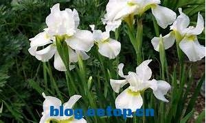 鸢尾花